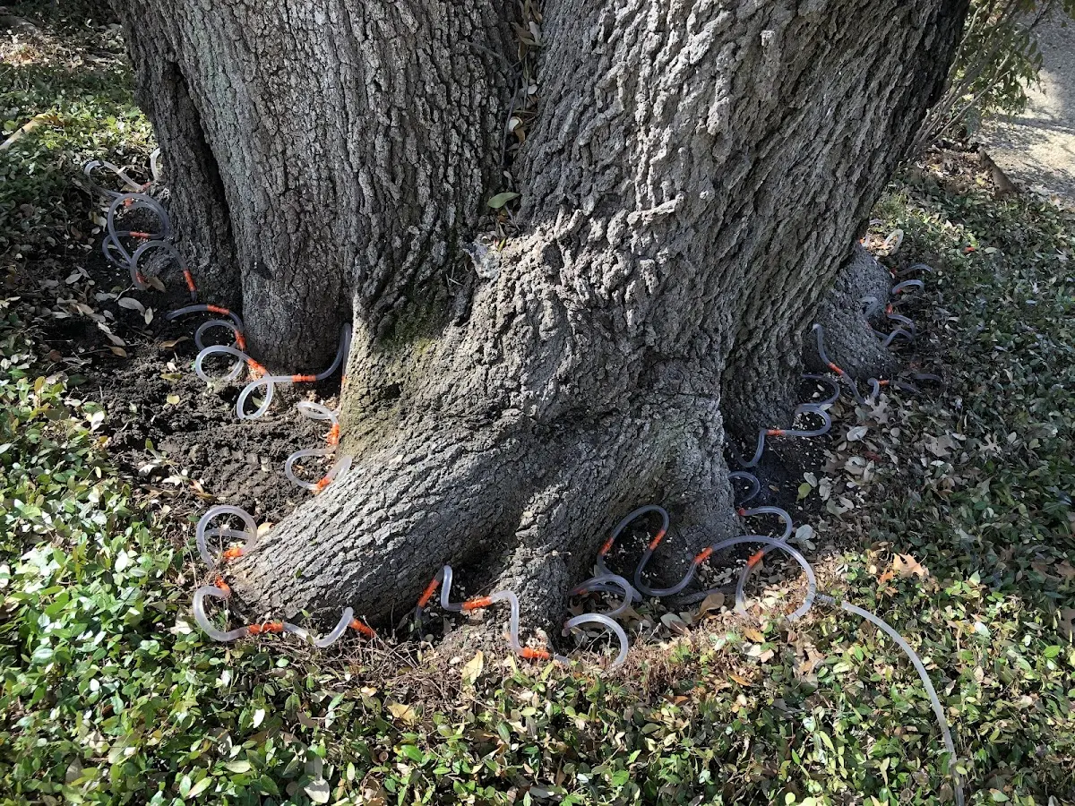 Detailed Tree Cabling and Bracing job site in Panama