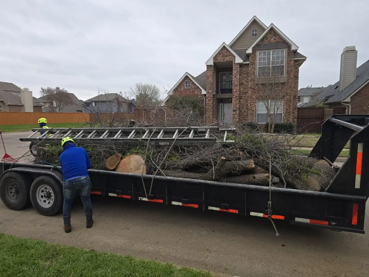 Expert Tree Pest Control with proper safety equipment in Panama
